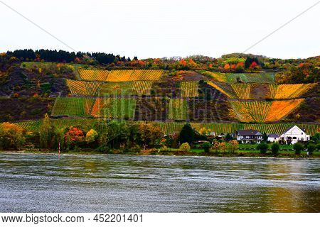 Colorful Autumn Vineyards Above Leutesdorf And The Rhine