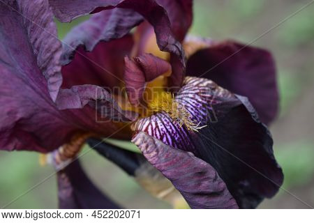 Maroon Iris Flower On A Background Of Green Grass In Summer Macro. Gardening. Bearded Iris.