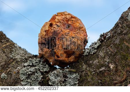 Dried Mummified Apple On The Branches Of An Apple Tree