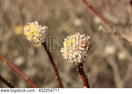 Close Up Of Yellow Edgeworthia Shrub In Full Bloom In Spring Time