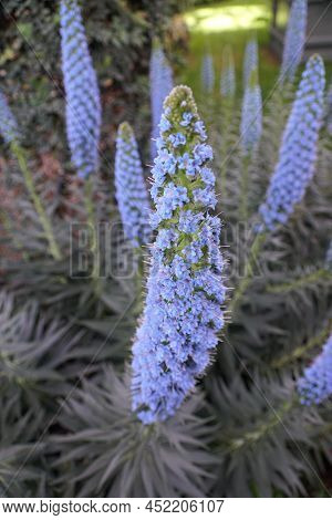Closeup Of Pride-of-madeira Select Blue Flowers, Also Known With Scientific Name Echium Candicans