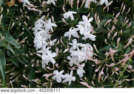 The White Clusters Of Jasmine Flowers, Also Known As Jasminum Polyanthum