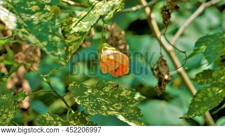 Abutilon Pictum Also Known As Chinese Lantern, Painted Indian Mallow