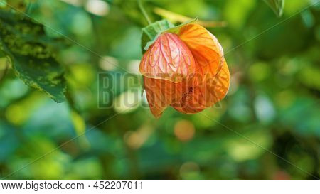 Abutilon Pictum Also Known As Chinese Lantern, Painted Indian Mallow