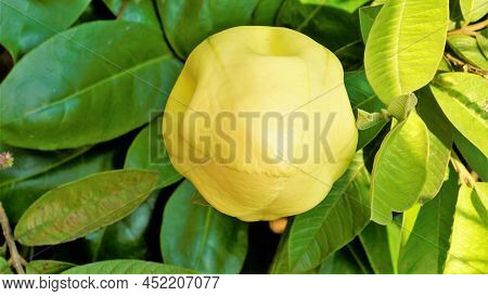 Solandra Maxima Also Known As Hawaiian Lilly, Golden Chalice Vine