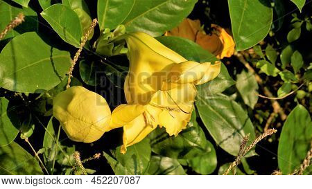 Solandra Maxima Also Known As Hawaiian Lilly, Golden Chalice Vine