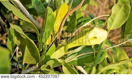 Solandra Maxima Also Known As Hawaiian Lilly, Golden Chalice Vine