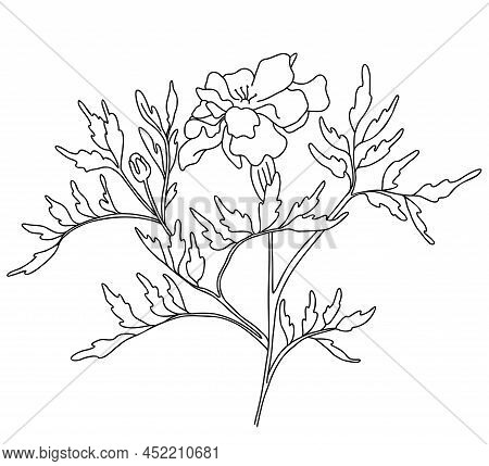 Beautiful Flower. Branch With Blooming Marigold With Leaves. Vector Illustration. Linear Hand Drawin