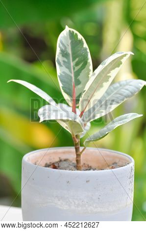 Decora Tree, Indian Rubber Tree Or Rubber Plant Or Variegated Indian Rubber Or Ficus Elastica Or Ass