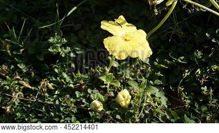 Closeup Of Yellow Colour Flower From Plant Luffa Cylindrical Also Known As Sponge Gourd, Climbing Ok