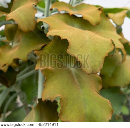 Detail Shot Of Some Felt Bush Leaves