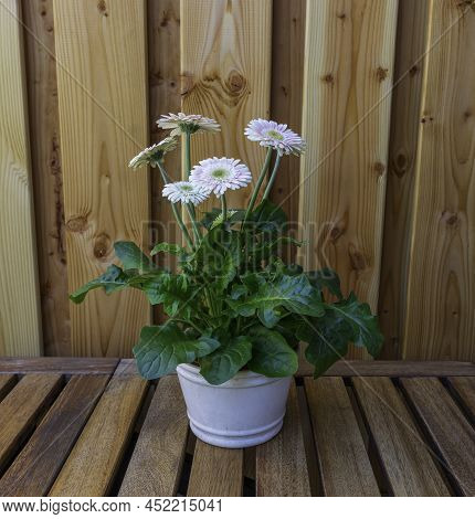 White Pot On Wooden Table With Ppink Spainsh Daisy Flower On Wooden Background