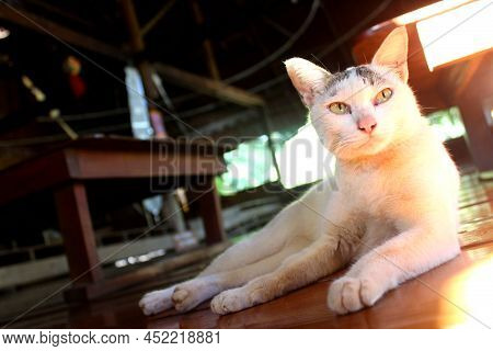 White Furry Cat With Green Eyes Sitting On A Wooden Surface.cat Sitting In A Wooden Hut. Wooden Tabl