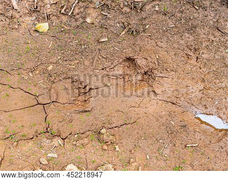 Pawprint Of Bears Paw On The Ground After Rain. Bears Trail In Driedup Puddle.