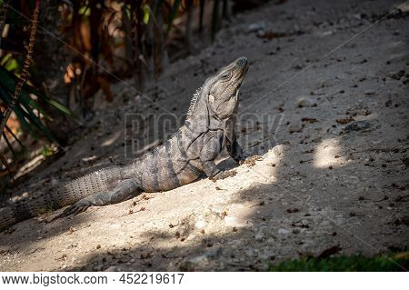 Iguana At A Resort In Mexico's Riviera Maya.