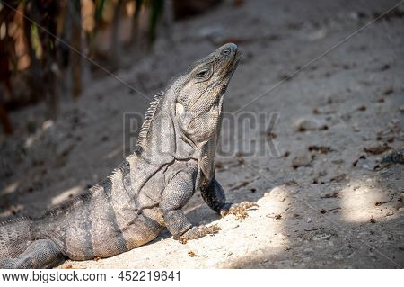 Iguana At A Resort In Mexico's Riviera Maya.