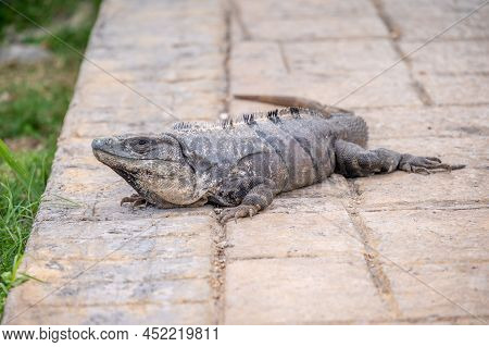 Iguana At A Resort In Mexico's Riviera Maya.
