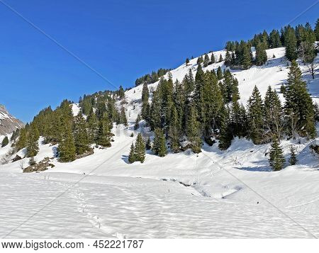 Evergreen Forest Or Coniferous Trees In Early Spring On The Slopes Of The Alpine Mountains Around Th