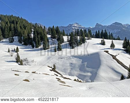 Evergreen Forest Or Coniferous Trees In Early Spring On The Slopes Of The Alpine Mountains Around Th