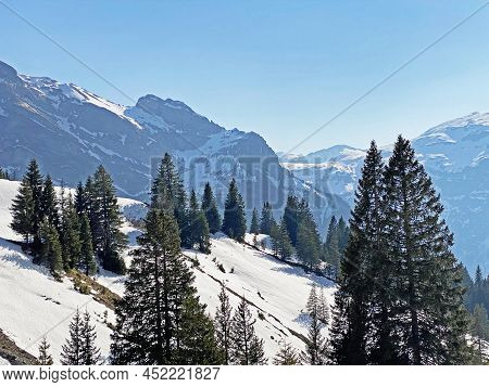 Evergreen Forest Or Coniferous Trees In Early Spring On The Slopes Of The Alpine Mountains Around Th