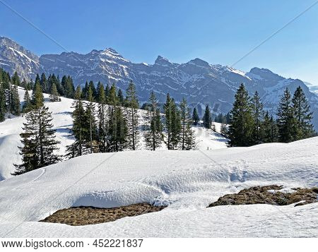 Evergreen Forest Or Coniferous Trees In Early Spring On The Slopes Of The Alpine Mountains Around Th