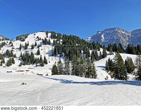 Evergreen Forest Or Coniferous Trees In Early Spring On The Slopes Of The Alpine Mountains Around Th