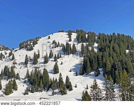 Evergreen Forest Or Coniferous Trees In Early Spring On The Slopes Of The Alpine Mountains Around Th