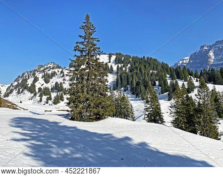Evergreen Forest Or Coniferous Trees In Early Spring On The Slopes Of The Alpine Mountains Around Th