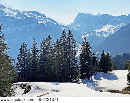 Evergreen Forest Or Coniferous Trees In Early Spring On The Slopes Of The Alpine Mountains Around Th