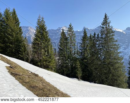 Evergreen Forest Or Coniferous Trees In Early Spring On The Slopes Of The Alpine Mountains Around Th
