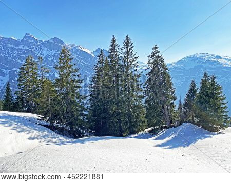 Evergreen Forest Or Coniferous Trees In Early Spring On The Slopes Of The Alpine Mountains Around Th