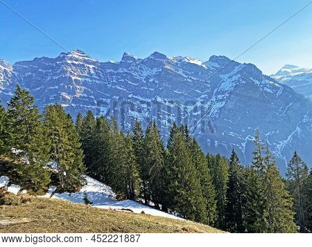 Evergreen Forest Or Coniferous Trees In Early Spring On The Slopes Of The Alpine Mountains Around Th