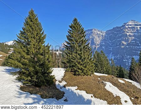 Evergreen Forest Or Coniferous Trees In Early Spring On The Slopes Of The Alpine Mountains Around Th