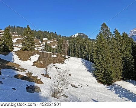 Evergreen Forest Or Coniferous Trees In Early Spring On The Slopes Of The Alpine Mountains Around Th
