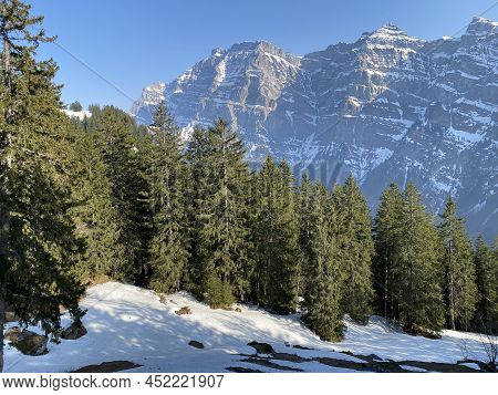 Evergreen Forest Or Coniferous Trees In Early Spring On The Slopes Of The Alpine Mountains Around Th