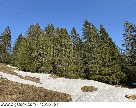 Evergreen Forest Or Coniferous Trees In Early Spring On The Slopes Of The Alpine Mountains Around Th
