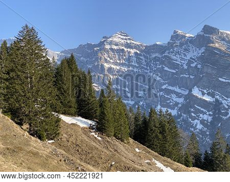 Evergreen Forest Or Coniferous Trees In Early Spring On The Slopes Of The Alpine Mountains Around Th