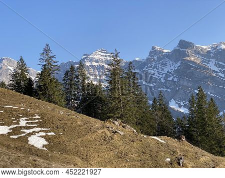 Evergreen Forest Or Coniferous Trees In Early Spring On The Slopes Of The Alpine Mountains Around Th