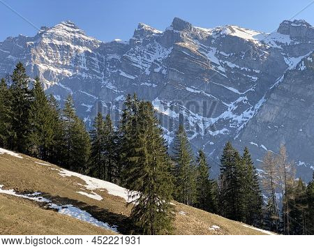 Evergreen Forest Or Coniferous Trees In Early Spring On The Slopes Of The Alpine Mountains Around Th