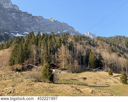 Evergreen Forest Or Coniferous Trees In Early Spring On The Slopes Of The Alpine Mountains Around Th