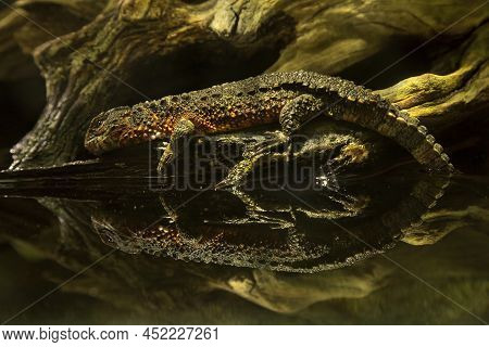 Chinese Crocodile Lizard (shinisaurus Crocodilurus) In Zoo.
