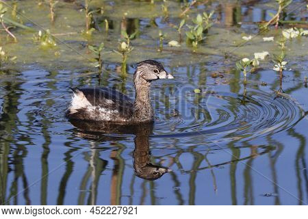 A Pied-billed Grebe (podilymbus Podiceps) In A Florida Wetland