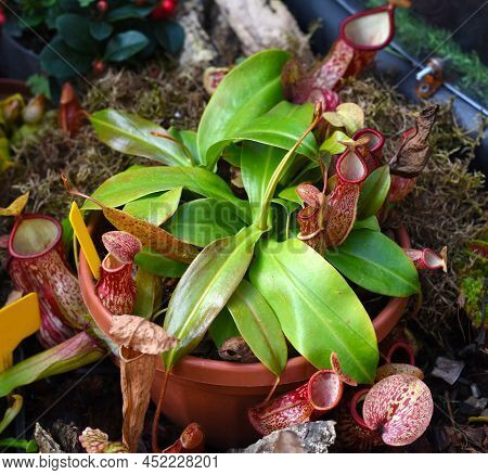 Nepenthes Alata, Carnivorous Plant Feeds On Insects