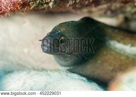A Closeup Shot Of A Golden Tail Moray Eel In A Reef