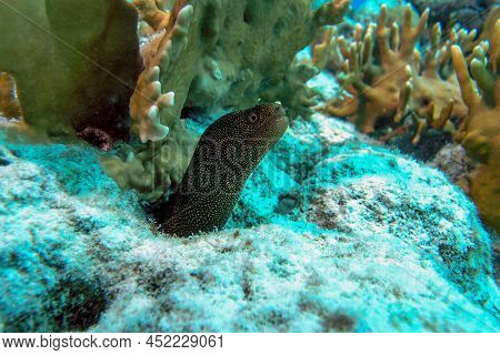 A Closeup Shot Of A Juvenile Golden Tail Moray Eel In The Bonaire Marine Park