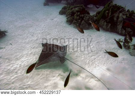 Spotted Eagle Ray Aetobatus Narinari Over White Sand Bottom Bonaire Marine Park
