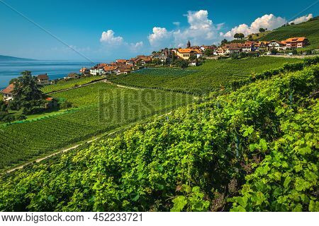Majestic Orderly Terraced Vineyard And Lake Geneva In Background. Green Vine Plantation And Cute Vil