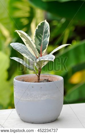 Decora Tree, Indian Rubber Tree Or Rubber Plant Or Variegated Indian Rubber Or Ficus Elastica Or Ass