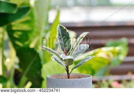 Decora Tree, Indian Rubber Tree Or Rubber Plant Or Variegated Indian Rubber Or Ficus Elastica Or Ass