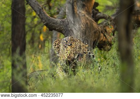 Wild Indian Male Leopard Or Panther Hanging On Tree Trunk With Yawning Expression In Natural Monsoon